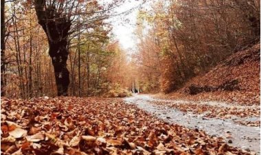 Trandafile Molla Baja - SI NJË GJETHE VJESHTE