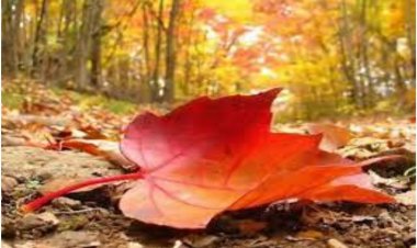 Dafina Roka - CIKËL POETIK