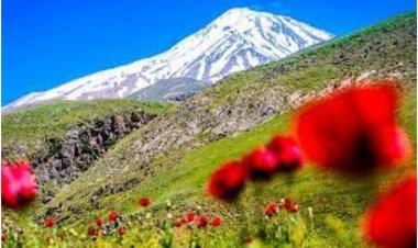 Adelina Xhaferi - MOHIM GJIFSHEHURASH dhe BREZA GRASH