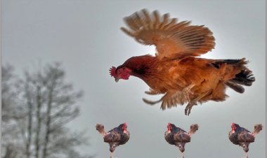 Tregim-imagjinatë, por me shumë të vërteta (2)