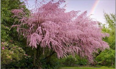 Rubjana Nika (poezi)