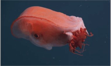 Gjigandi xhelatinoz i detit të thellë...( Përktheu Ismail Ismaili)