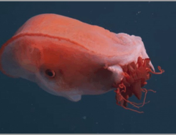 Gjigandi xhelatinoz i detit të thellë...( Përktheu Ismail Ismaili)