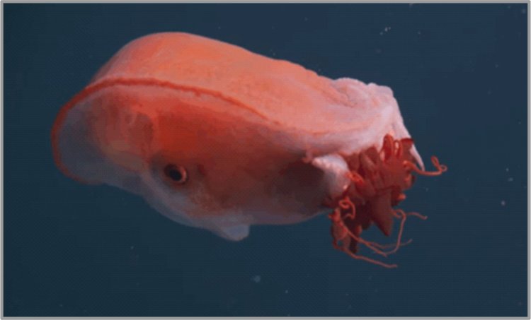 Gjigandi xhelatinoz i detit të thellë...( Përktheu Ismail Ismaili)